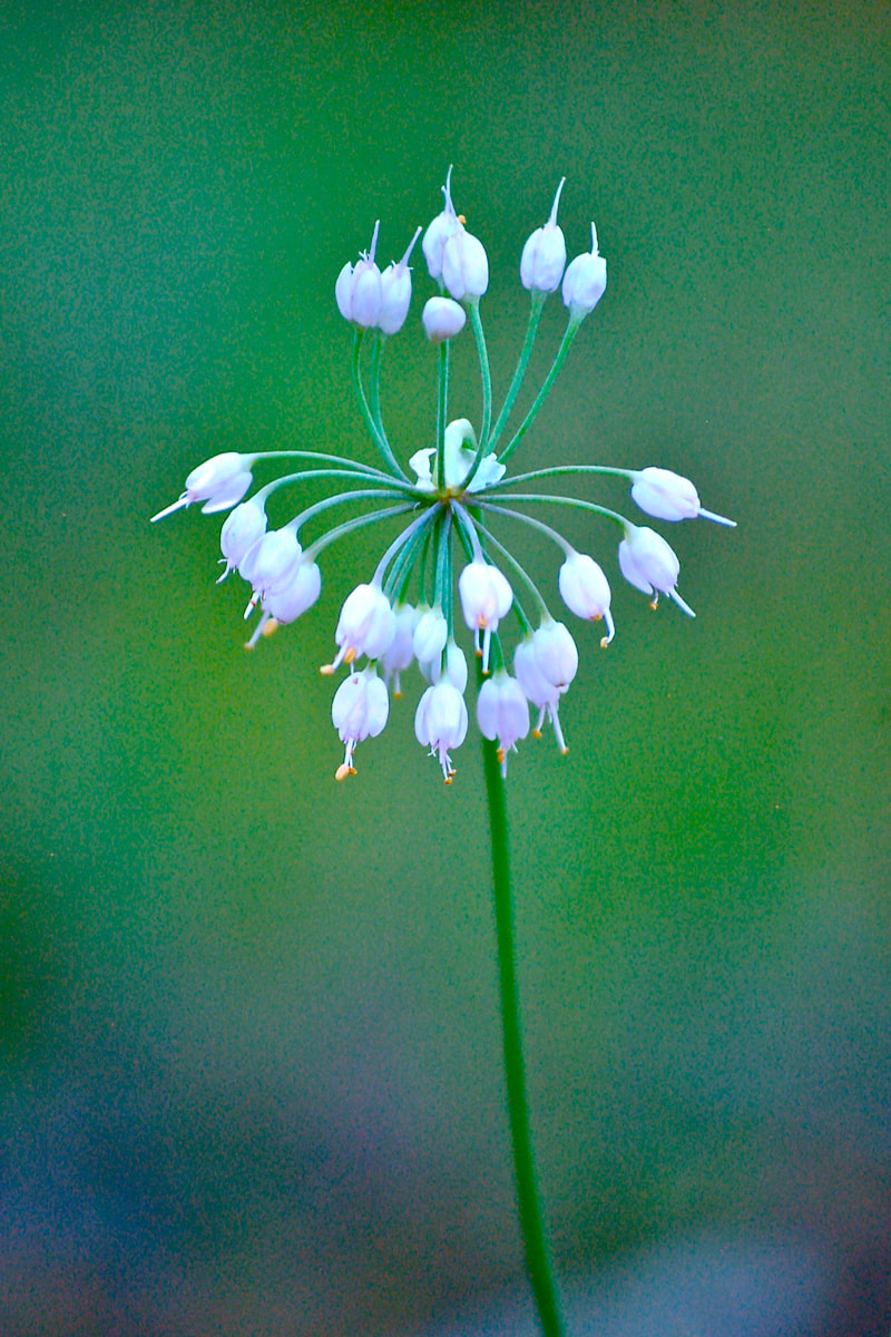 Wildflower, Nodding Onion