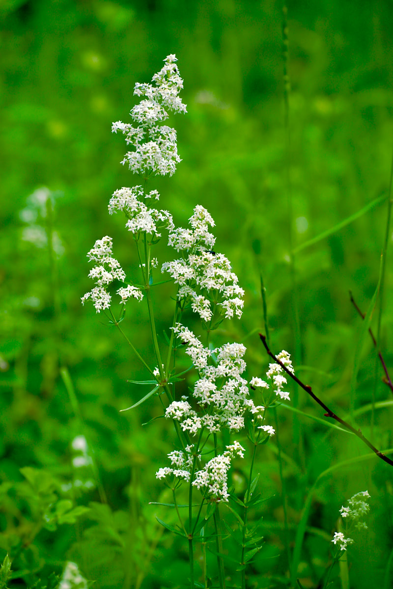 Wildflower, Northern Bedstraw