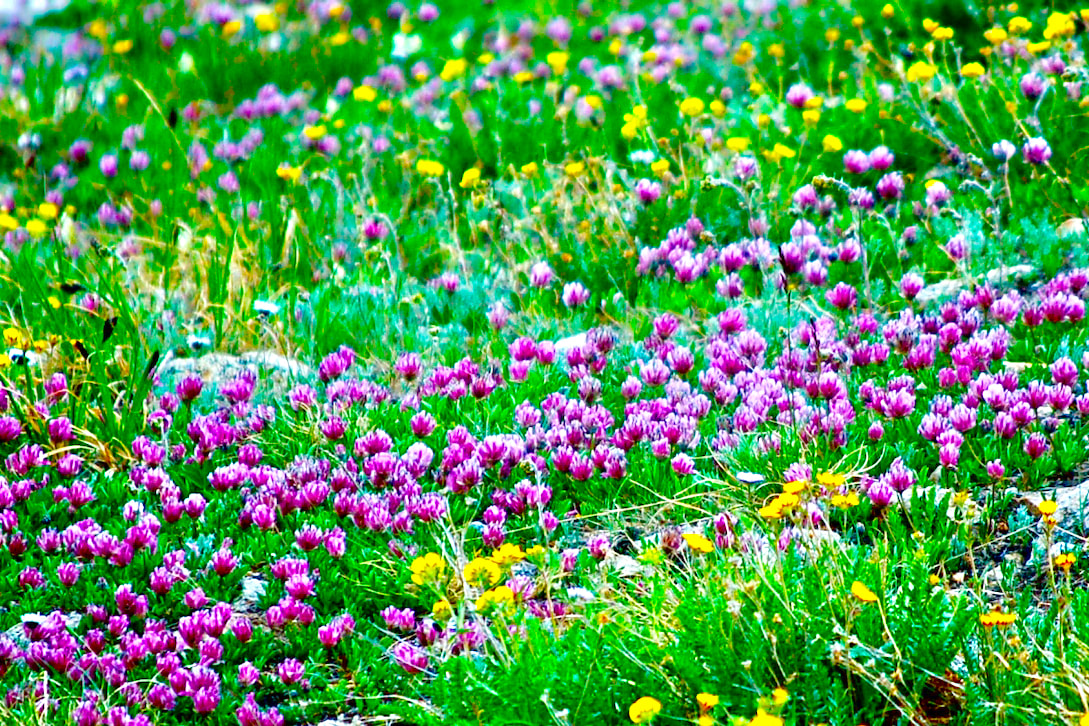 Wildflower, Parry's Clover,  Rose Clover