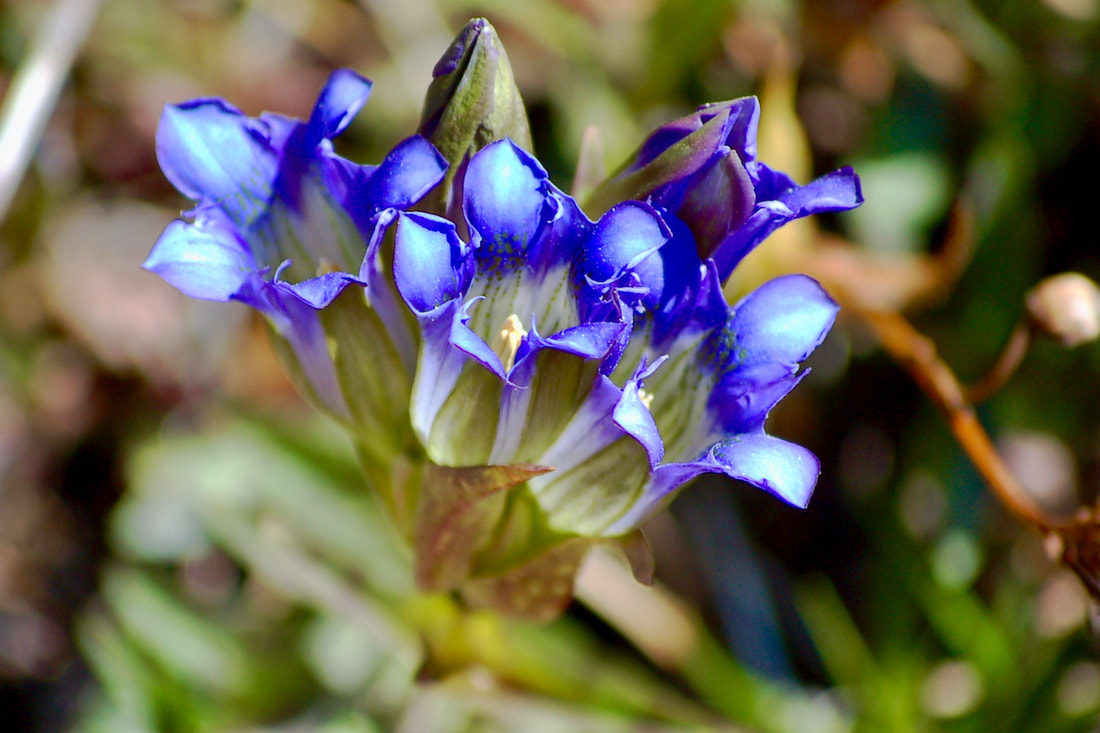 Wildflower, Parry's Gentian