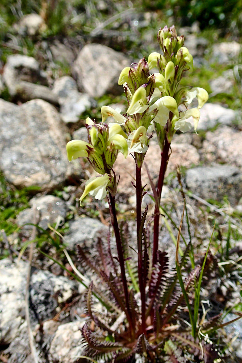 Wildflower, Parry’s Lousewort