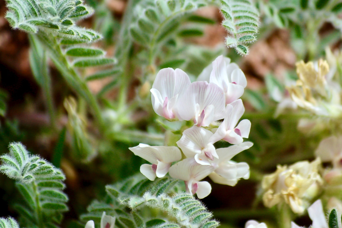 Wildflower, Parry’s Milkvetch