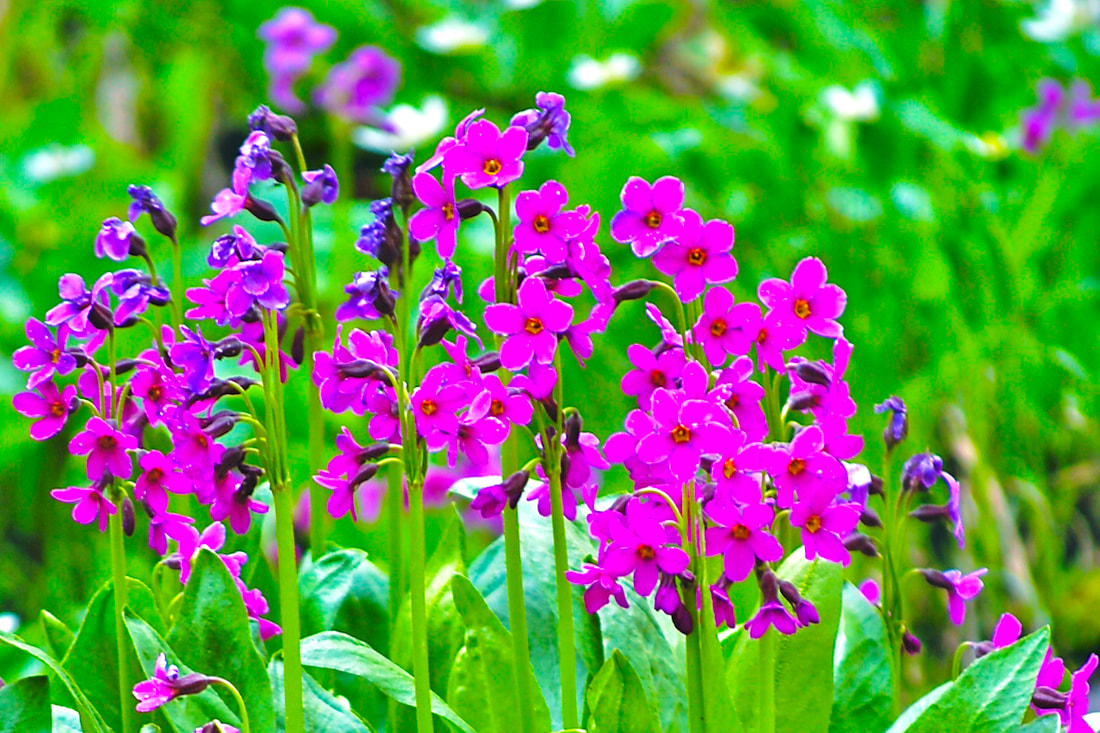 Wildflower, Parry’s Primrose