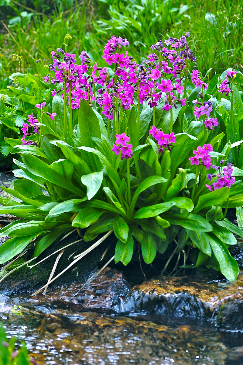 Wildflower, Parry’s Primrose