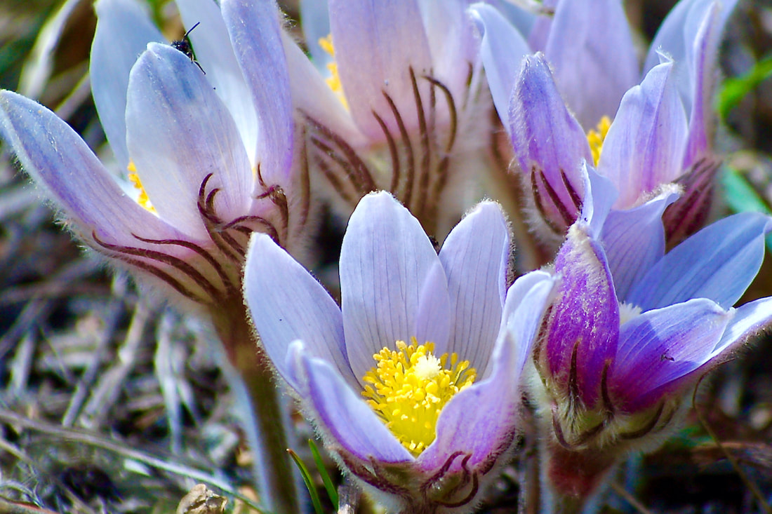 Wildflower, Pasque Flower