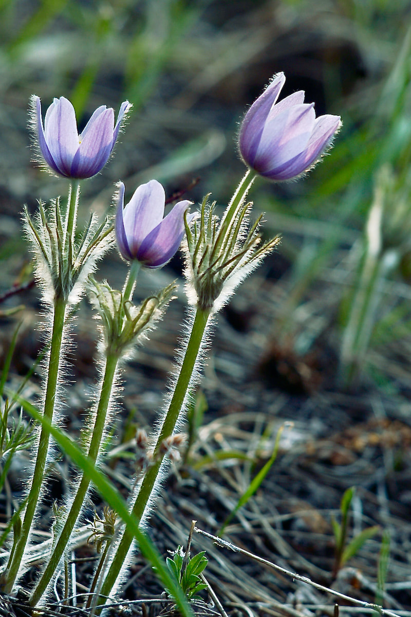 Wildflowers Of Rocky Mountain National Park April May Montane Blue Purple Flowers Rocky