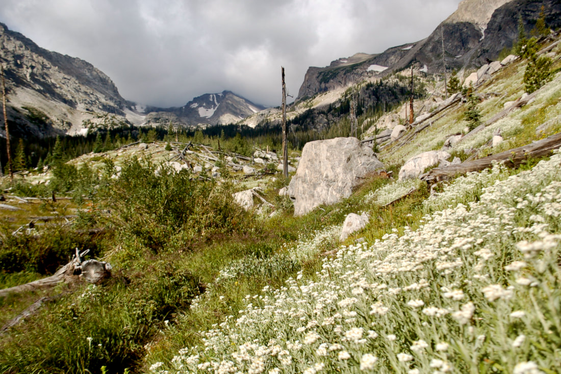 Wildflower, Pearly Everlasting