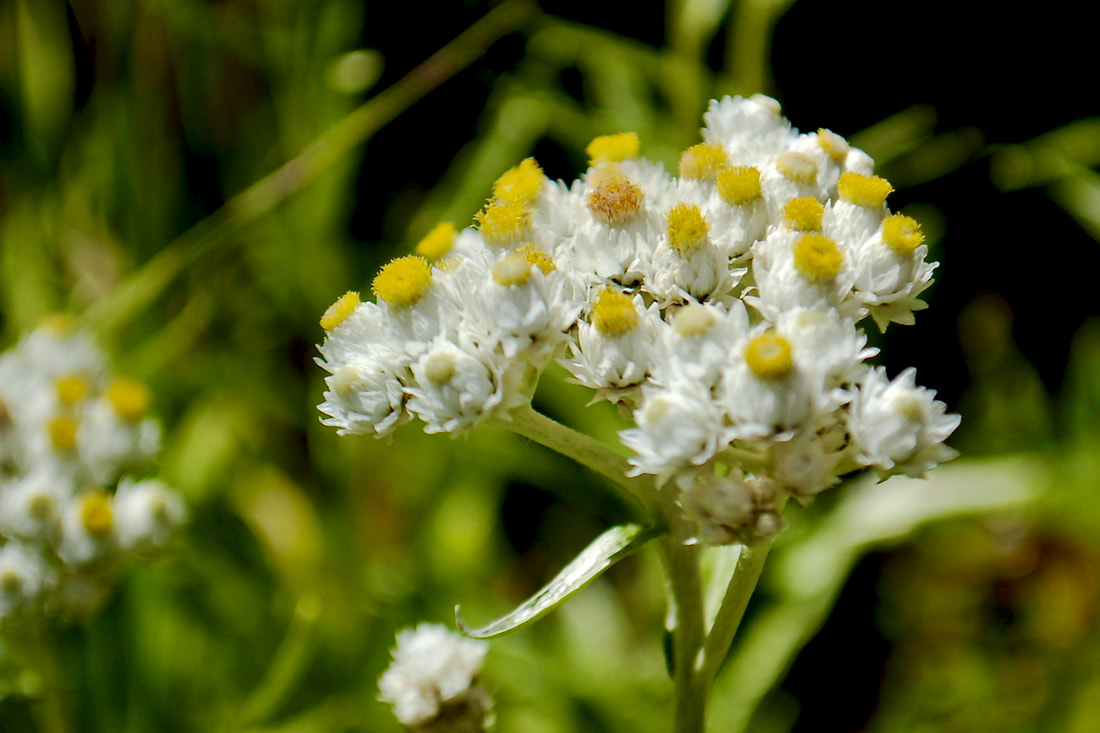 Wildflower, Pearly Everlasting