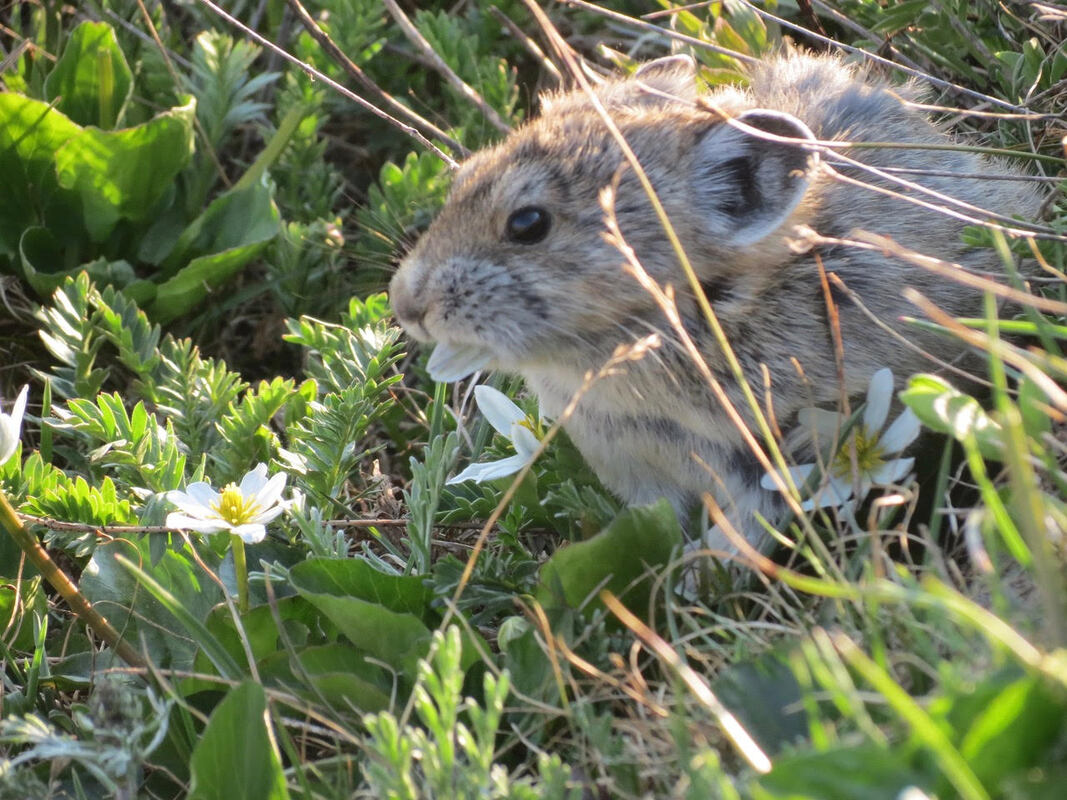 Pika in Rocky Mountain National Park