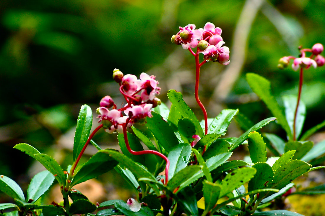 Wildflower, Pipsissewa