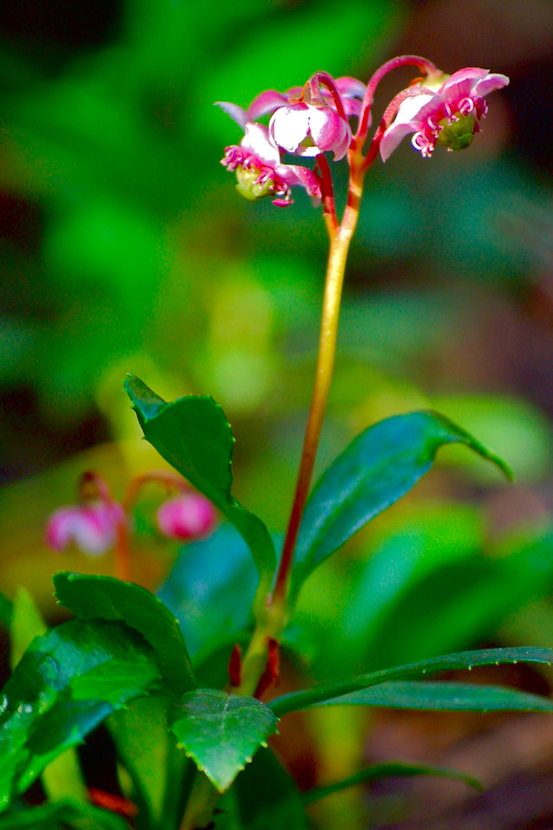 Wildflower, Pipsissewa