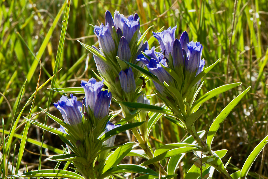 Wildflower, Pleated Gentian, Rocky Mountain Gentian, Bottle Gentian