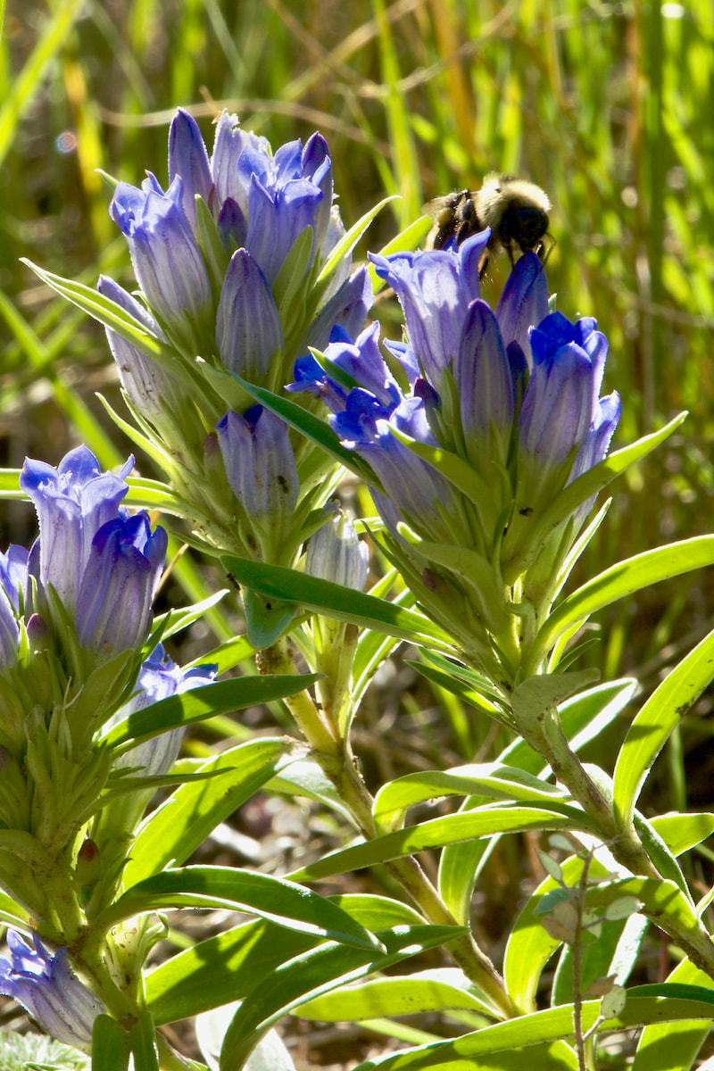 Wildflower, Pleated Gentian, Rocky Mountain Gentian, Bottle Gentian