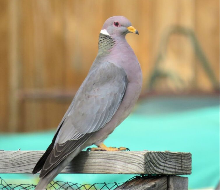 Image of Band-tailed Pigeon in Rocky Mountain National Park