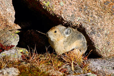 Science & Ecology for Rocky Mountain National Park