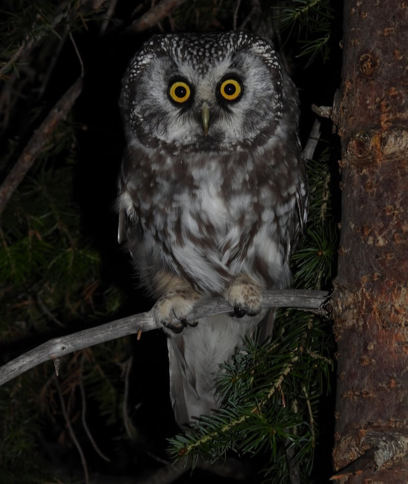 Image of a Boreal Owl