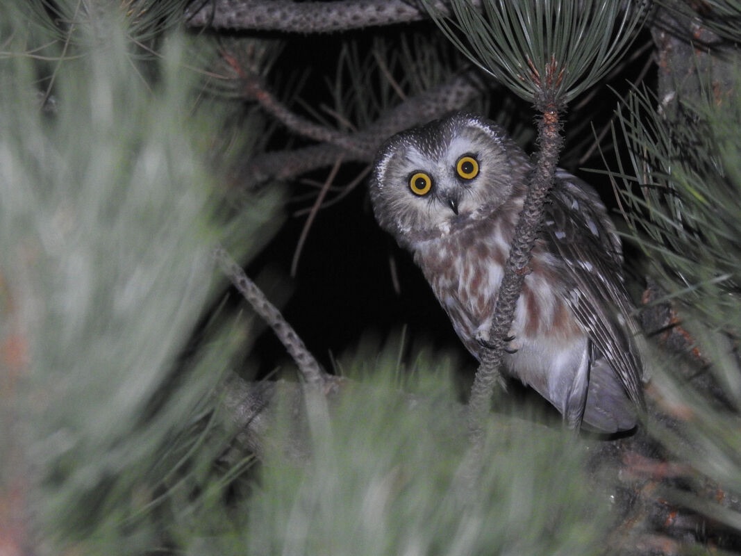 Image of a Northern Saw-whet Owl in Rocky Mountain National Park