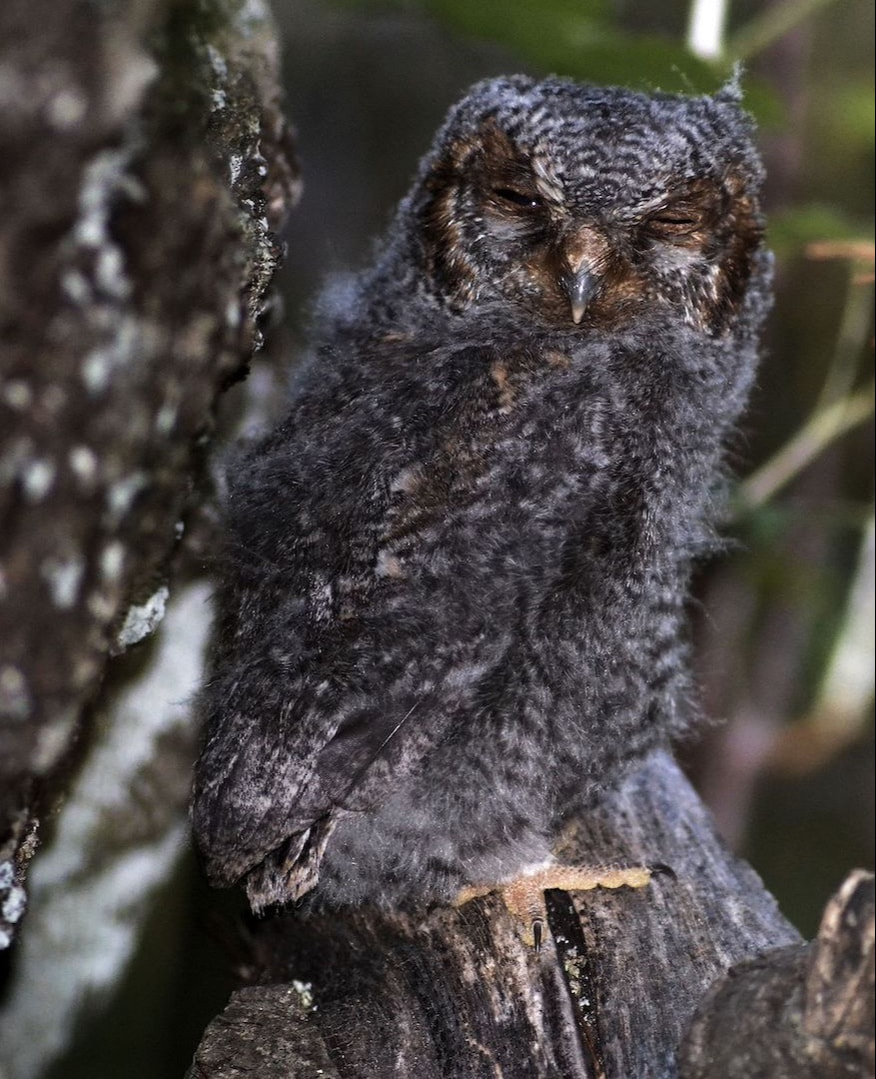 Image of a Flammulated Owlet in RMNP