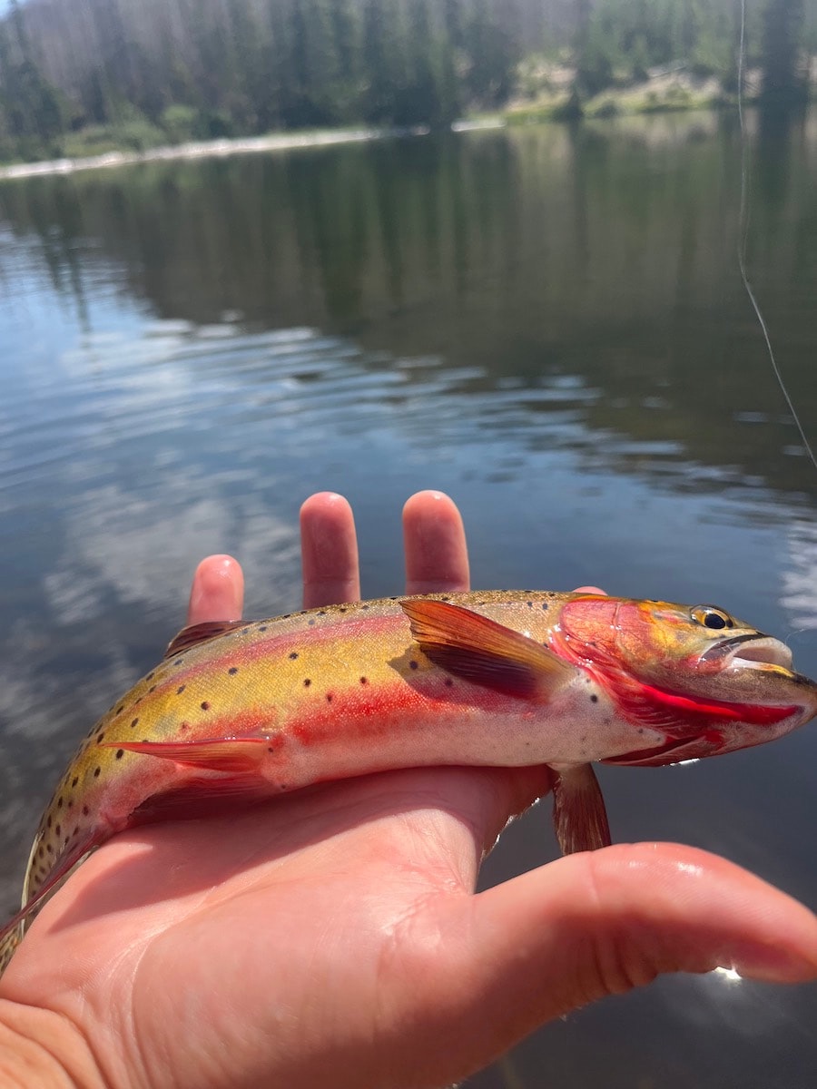 Image of a cutthroat trout from Fern Lake in RMNP