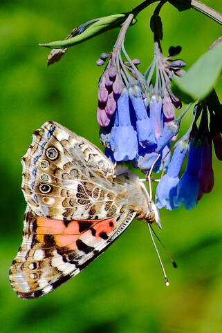 Wildflower, Tall Chiming Bells, Streamside Bluebells