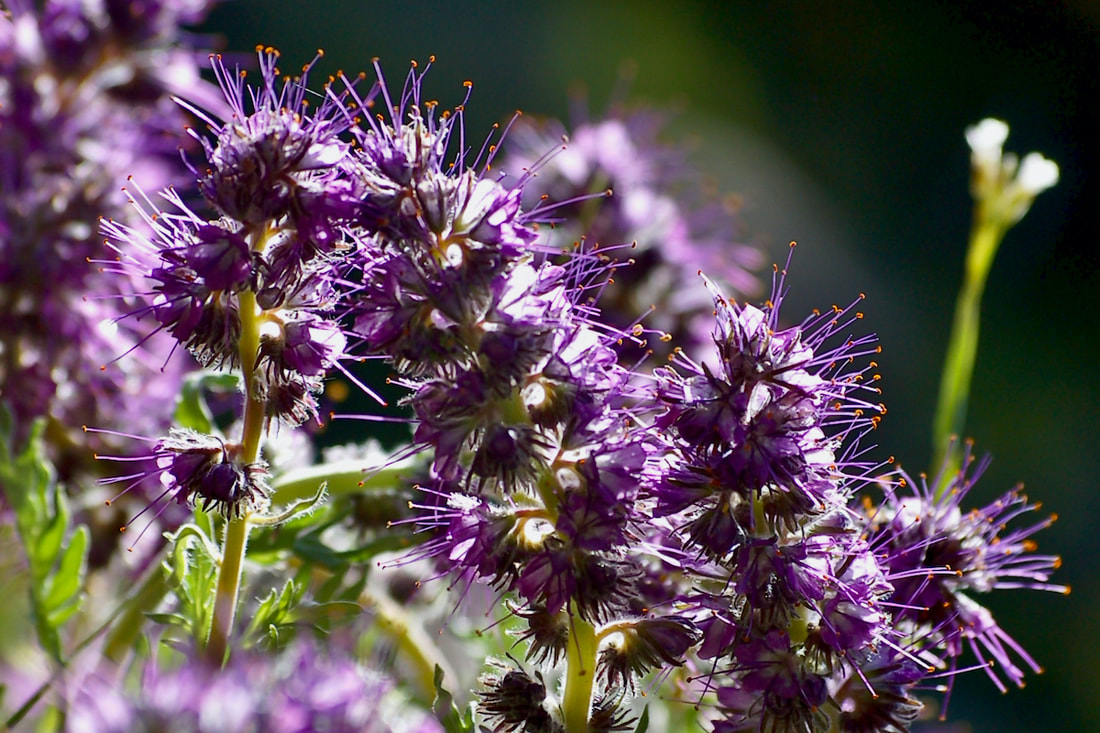 Wildflower, Purple Fringe, Silky Phacelia