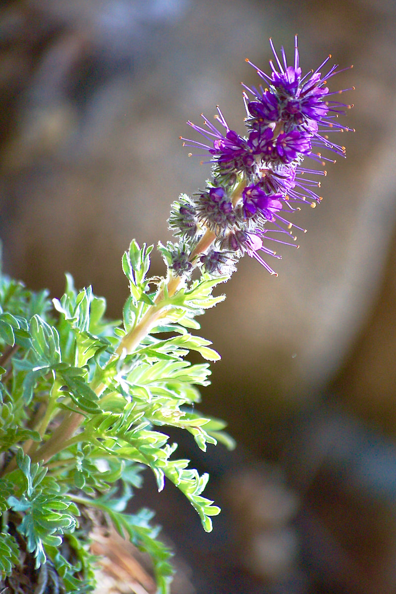 Wildflower, Purple Fringe, Silky Phacelia