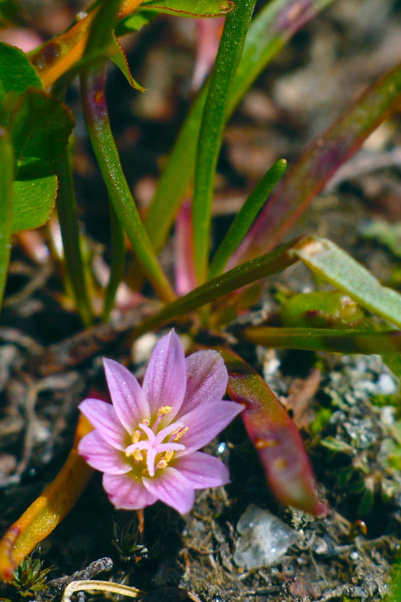 Pygmy Bitterroot