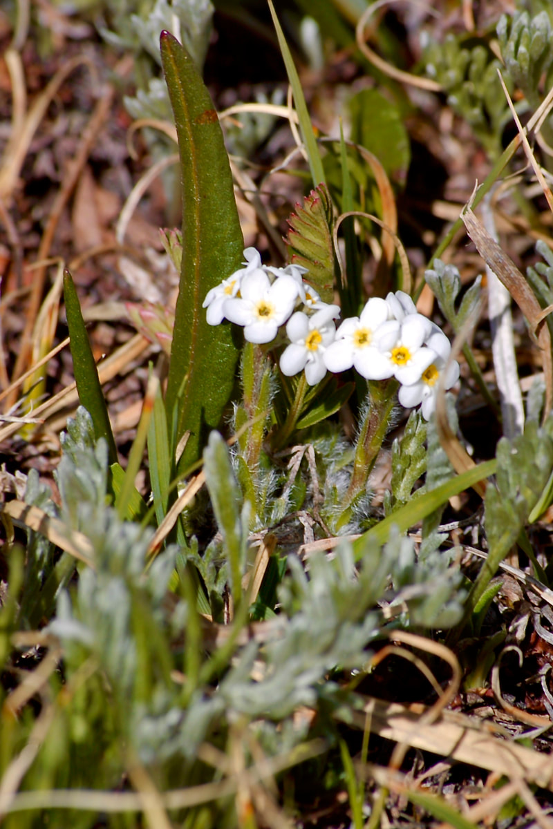 Wildflower, Rock Jasmine