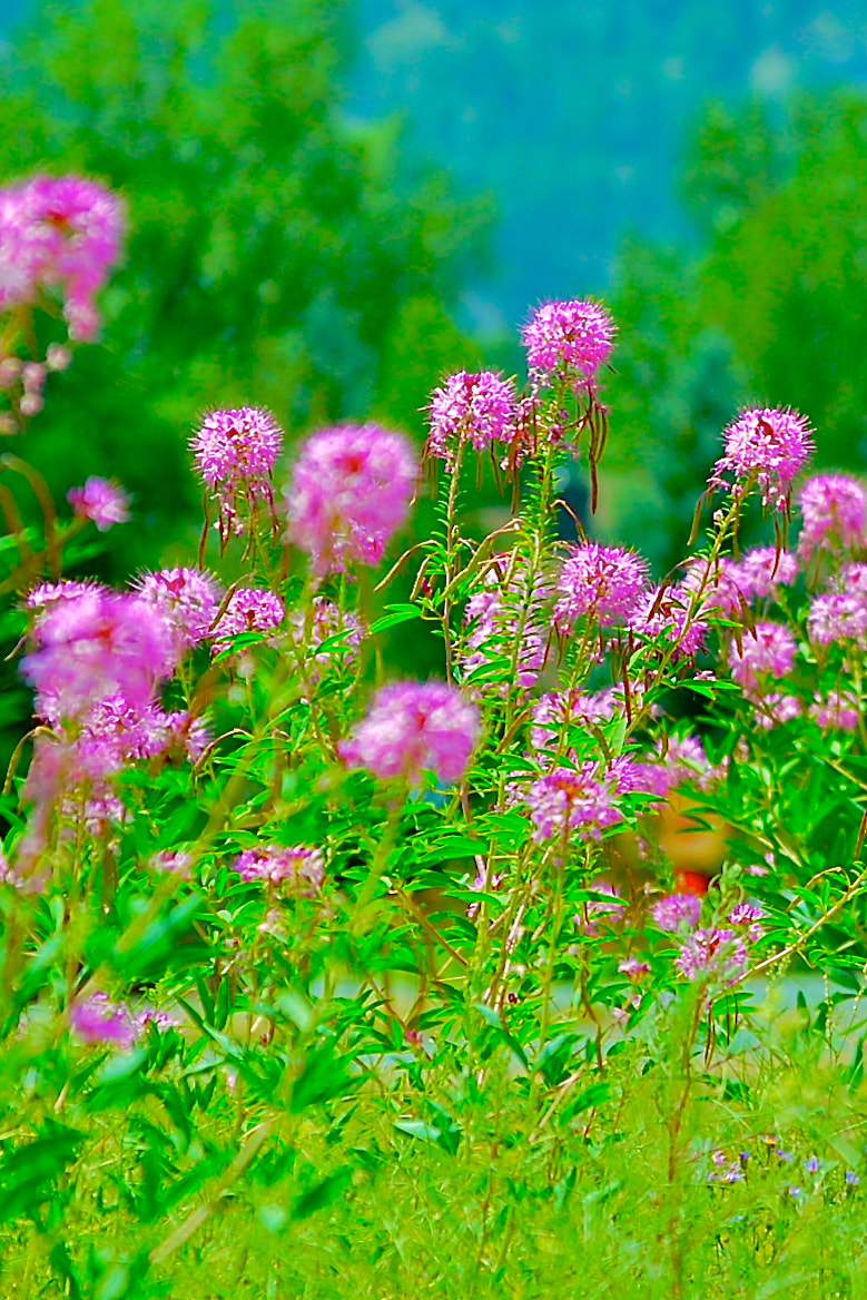 Wildflower, Rocky Mountain Beeplant