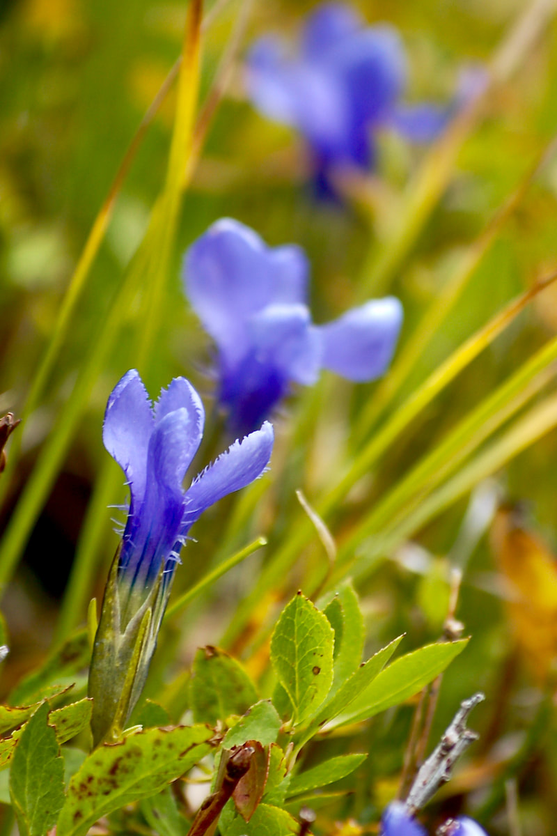 Wildflower, Rocky Mountain Fringed Gentian