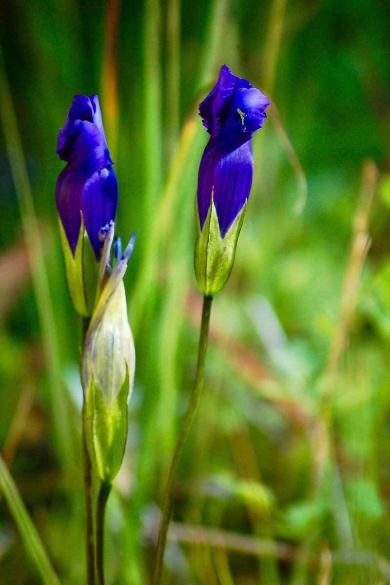 Wildflower, Rocky Mountain Fringed Gentian