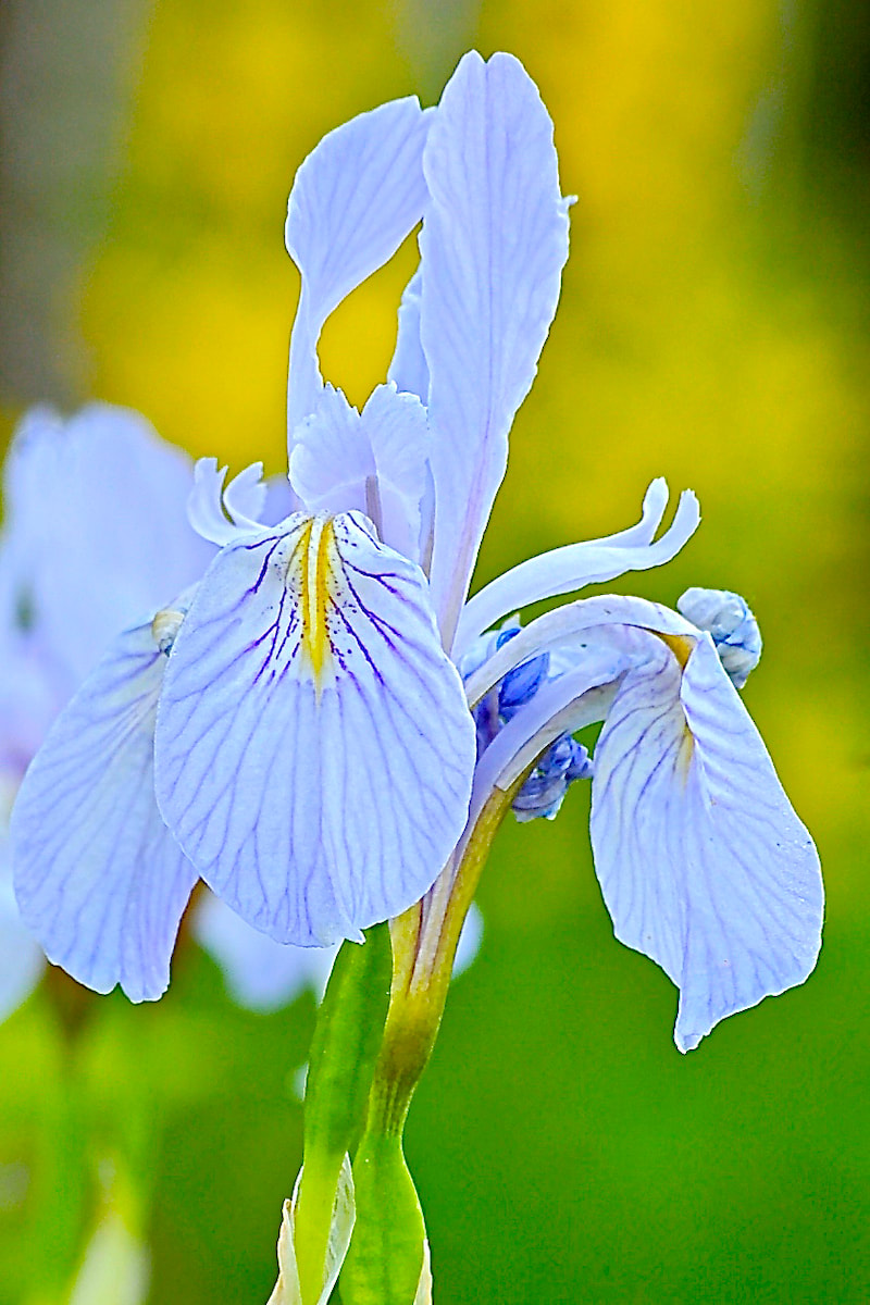 Wildflower, Rocky Mountain Iris