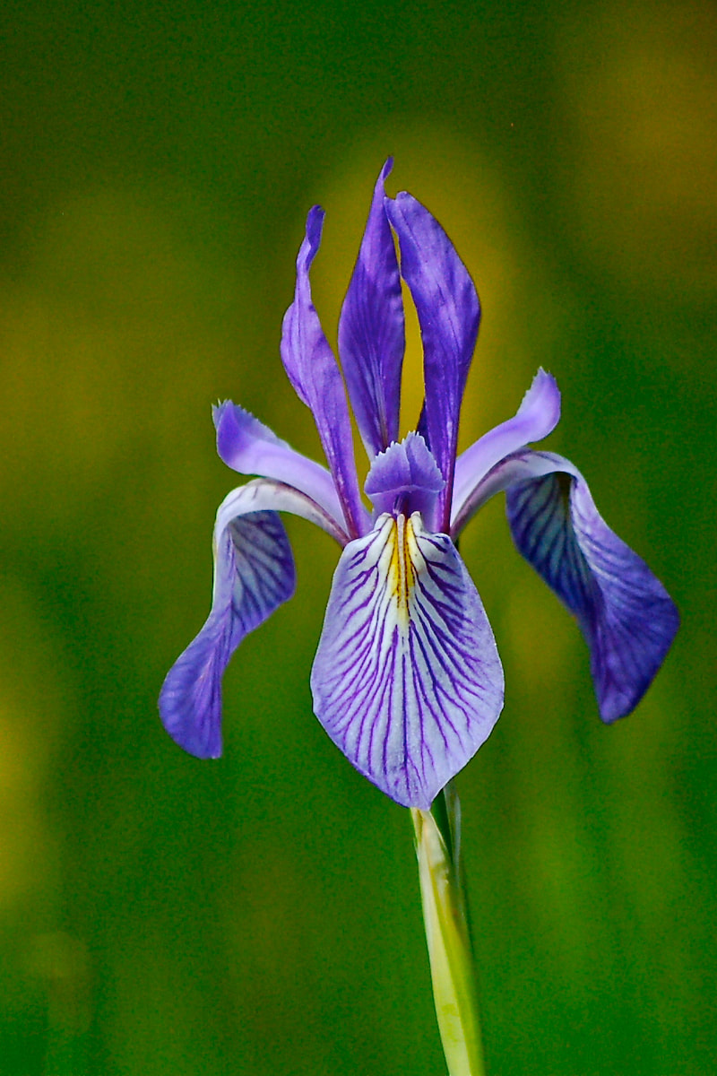Wildflower, Rocky Mountain Iris