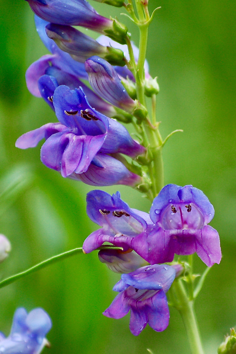 Wildflower, Rocky Mountain Penstemon