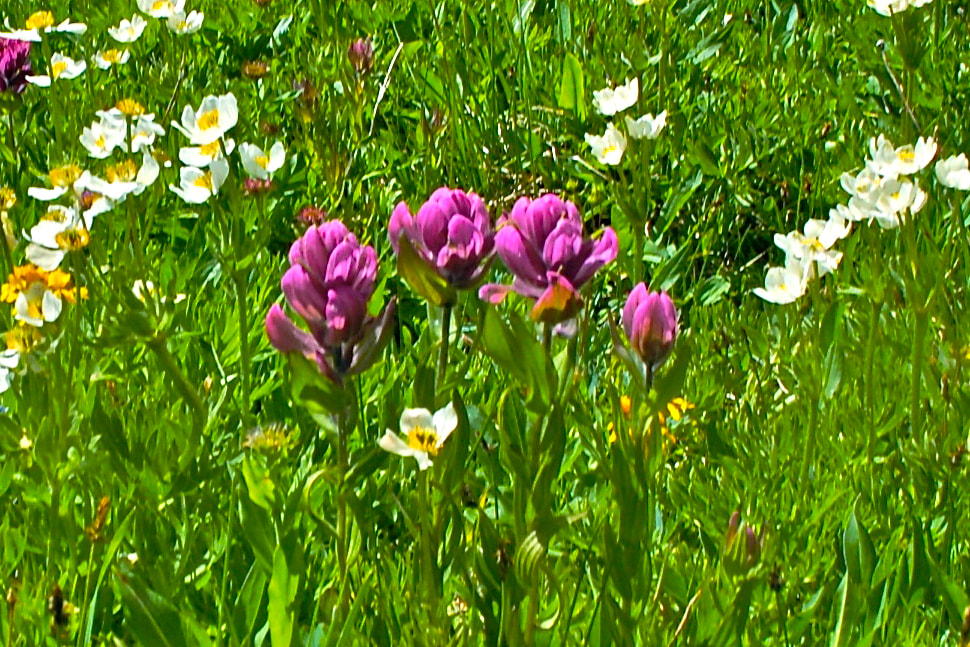 Wildflower, Rosy Paintbrush, ​Spilt-Leaf Indian Paintbrush