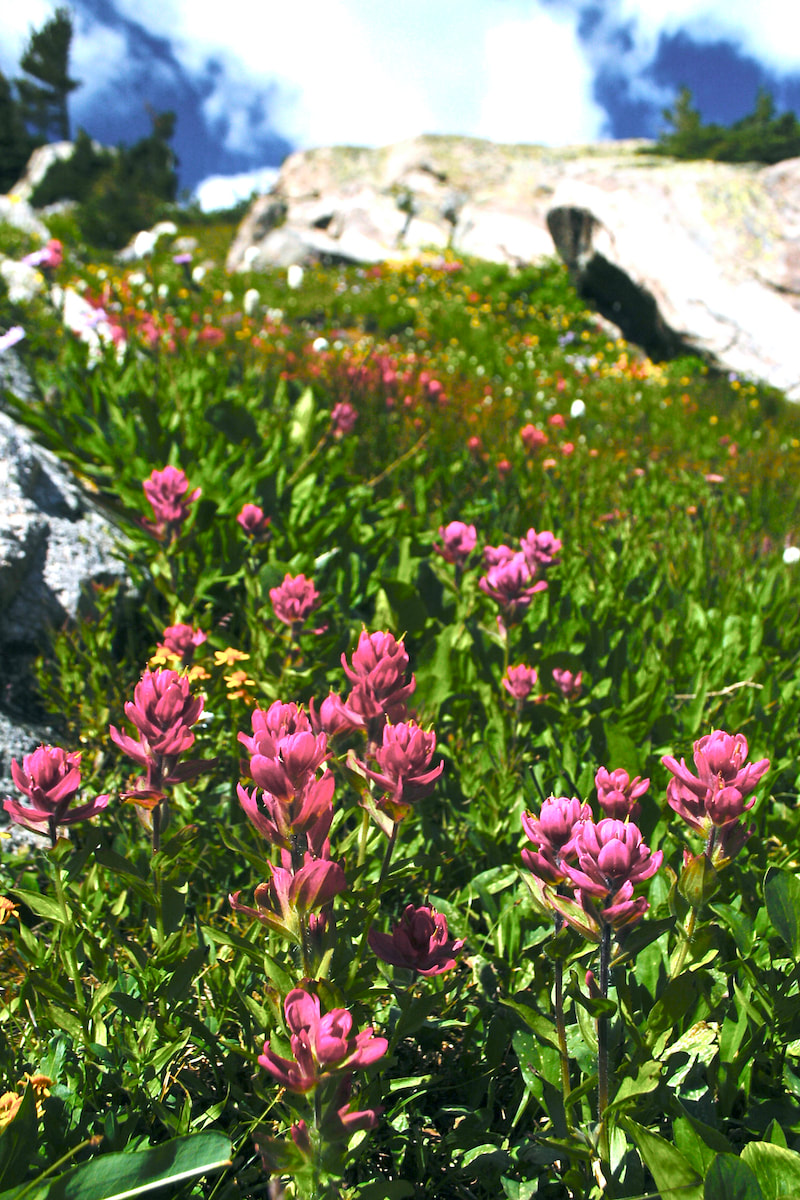 Wildflower, Rosy Paintbrush, ​Spilt-Leaf Indian Paintbrush