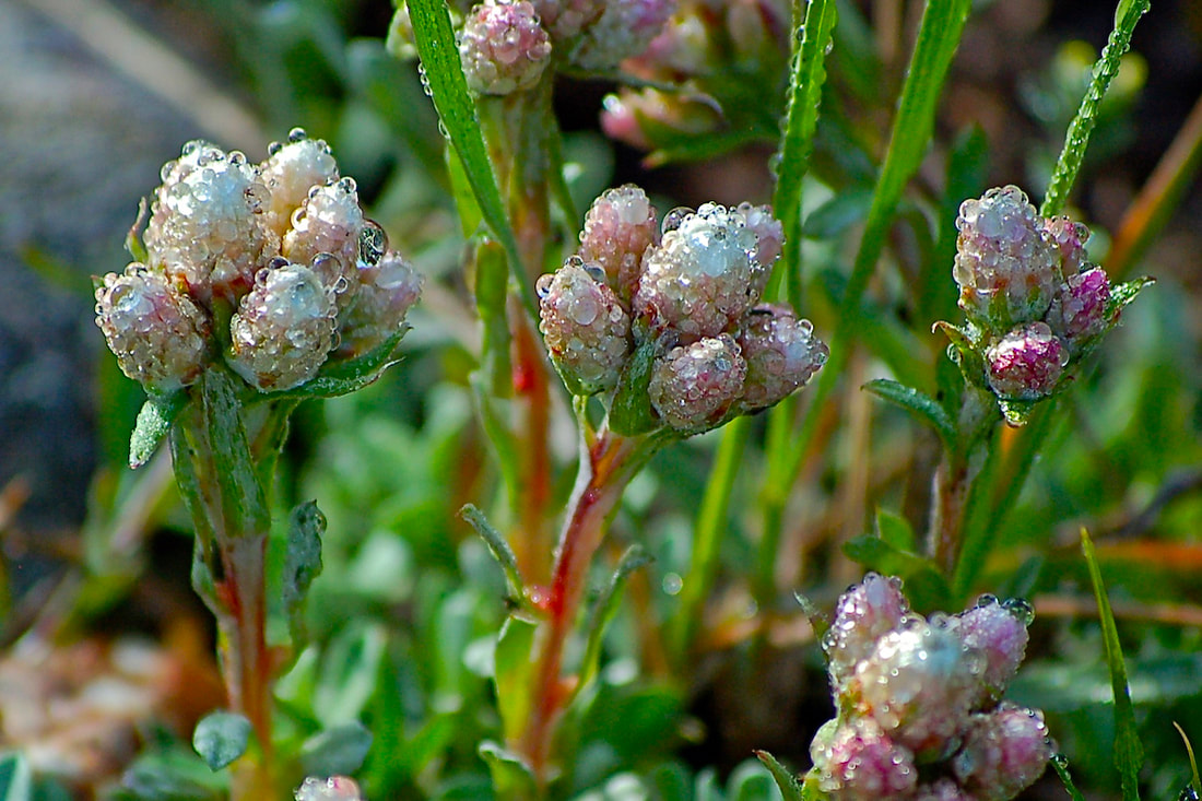 Wildflower, Rosy Pussytoes