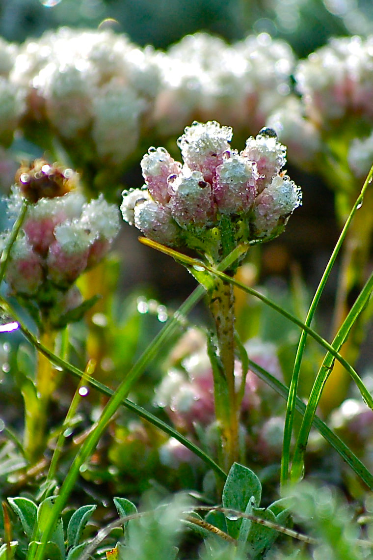 Wildflower, Rosy Pussytoes