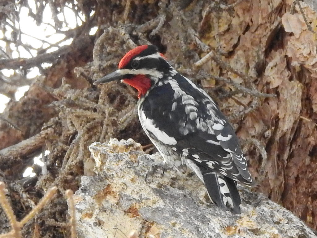 Image of a Red-napped Sapsucker in Rocky Mountain National Park