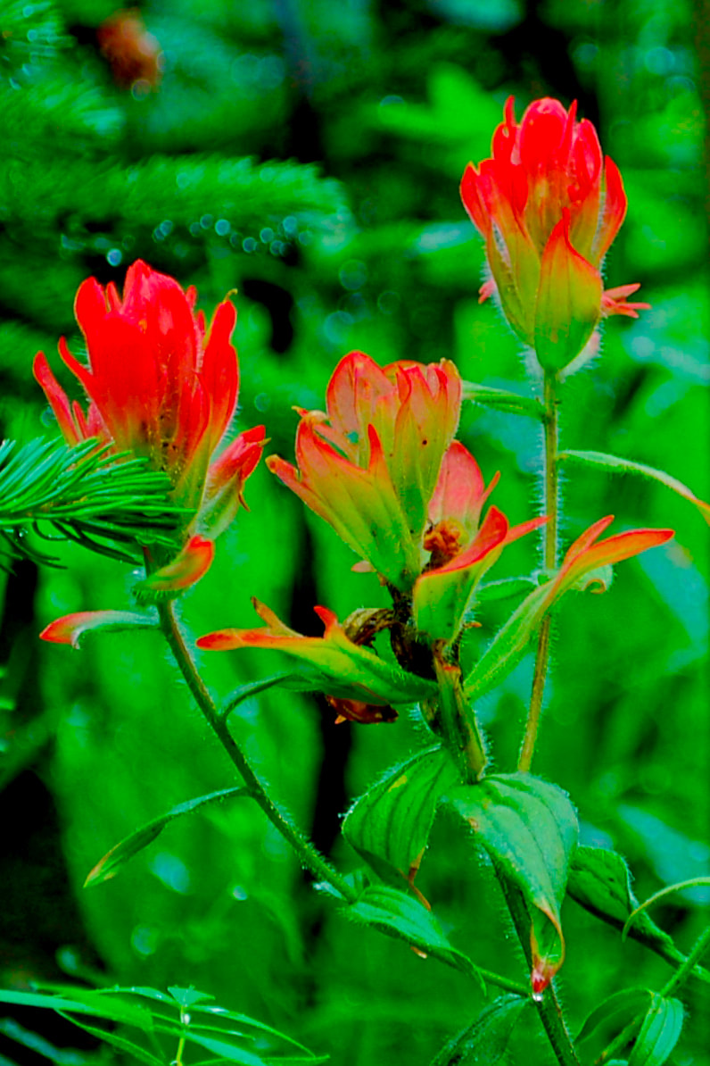 Wildflower, Scarlet Paintbrush, Red Indian Paintbrush