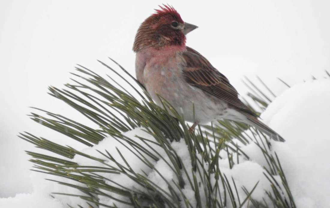 Cassin's Finch in Rocky Mountain National Park