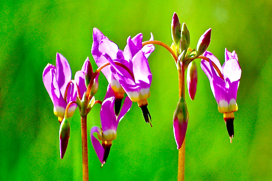 Wildflower, Shooting Star