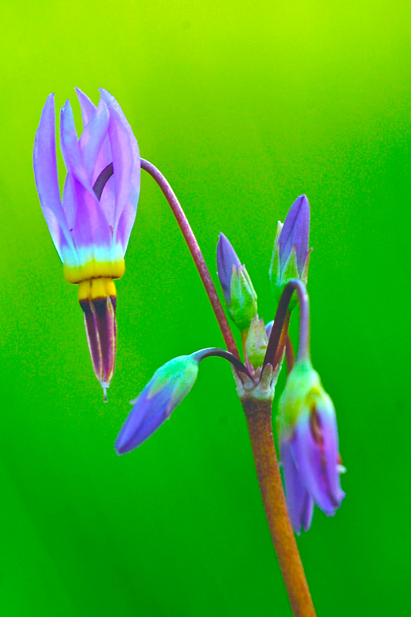 Wildflower, Shooting Star