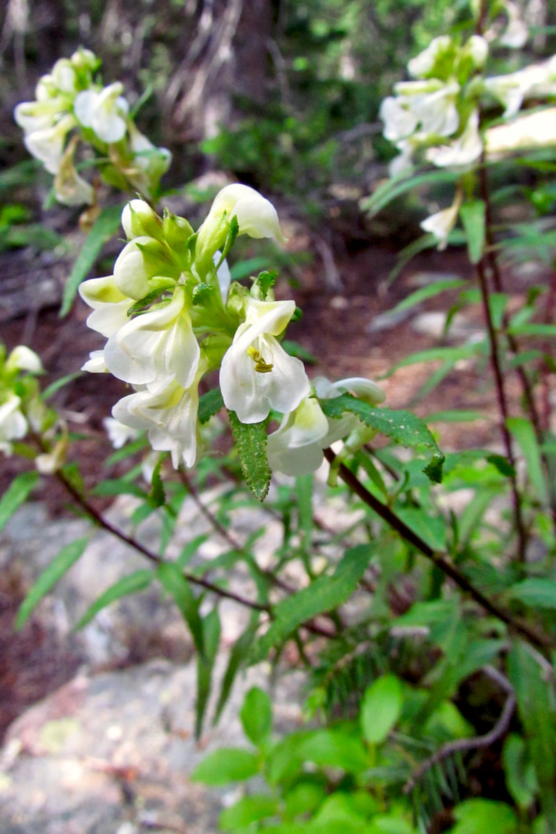 Wildflower, Sickletop Lousewort