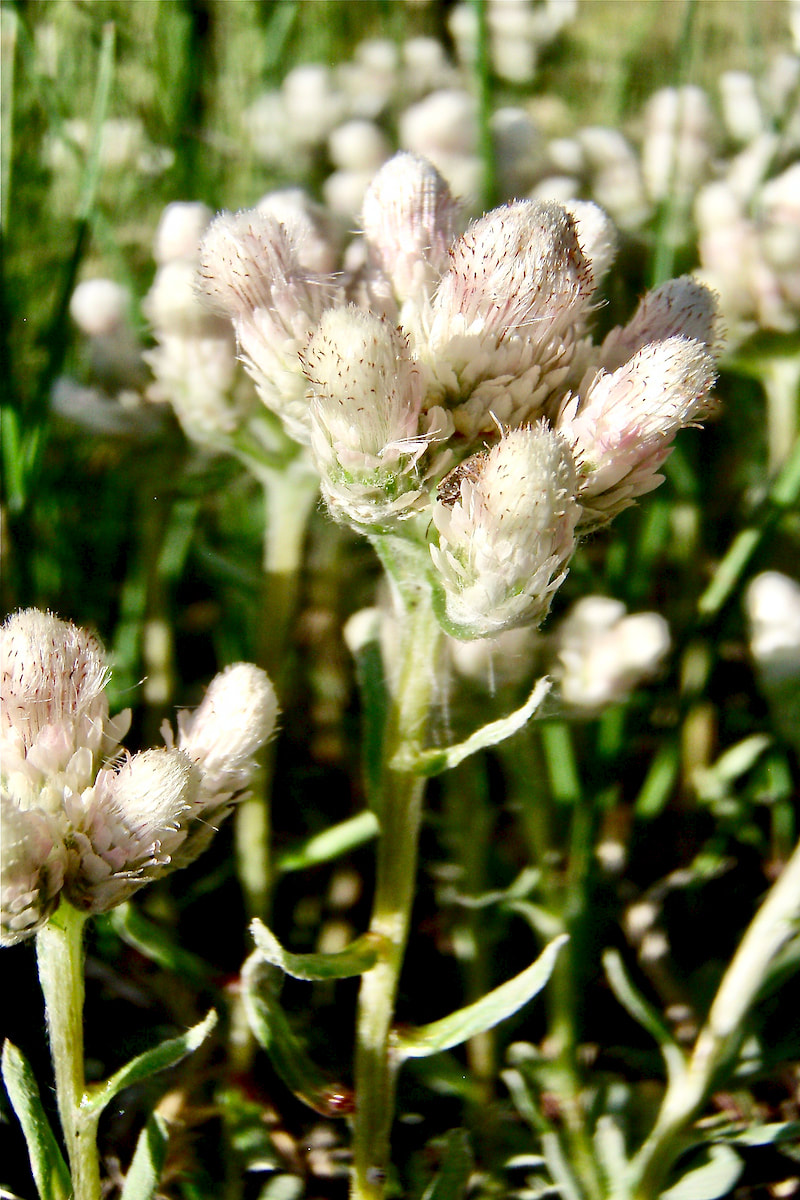 Wildflower, Small-leaf Pussy Toes, Sunloving Catspaw