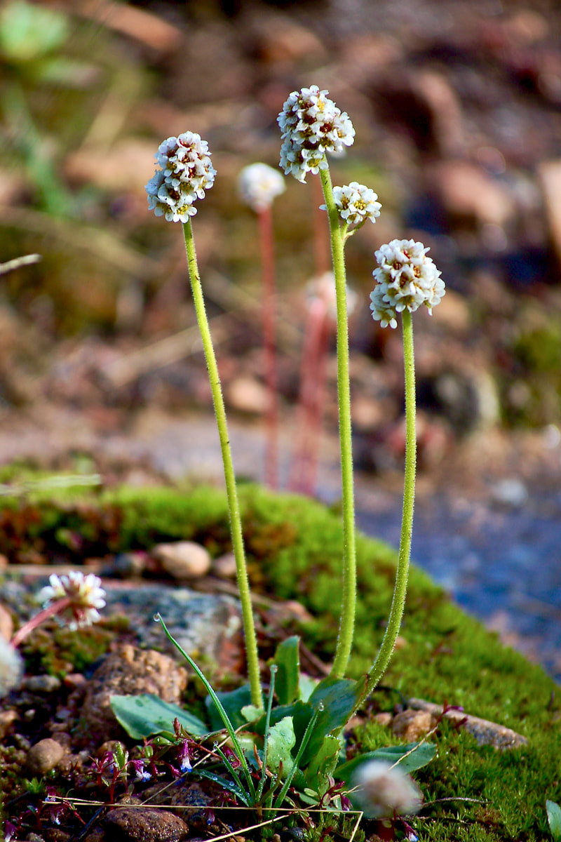 Wildflower, Snowball Saxifrage, Diamond-leaf Saxifrage