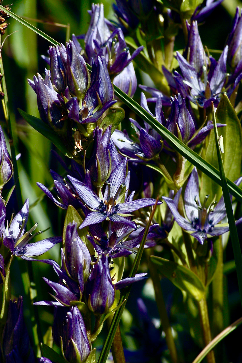 Wildflower, Star Gentian, Felwort