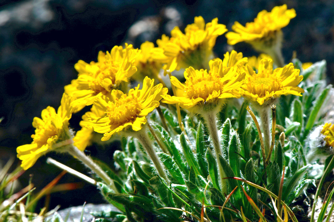 Yellow Wildflowers