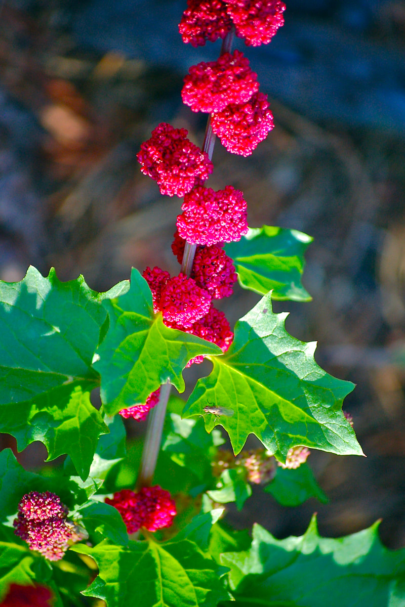 Wildflower, Strawberry blite, Blite Goosefoot