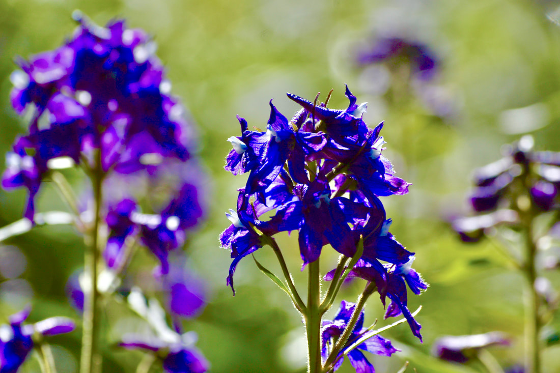 Wildflowers of Rocky Mountain National Park | June/July-Subalpine-Blue ...